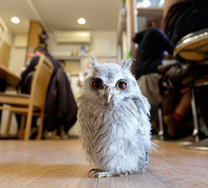 annie-the-owl